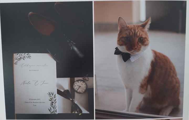 Animali domestici 🐕 🐱 - 1
