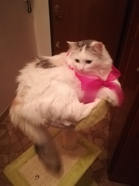 Foto con amici pelosi 😸🐶 - 1