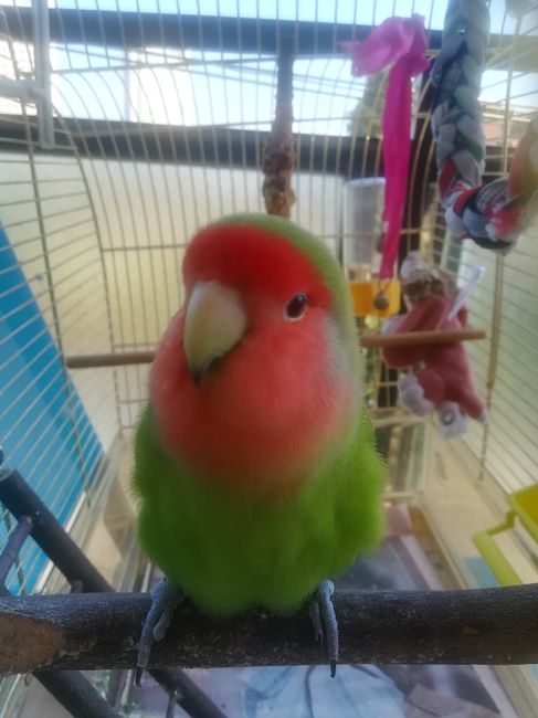 Foto con amici pelosi 😸🐶 - 2