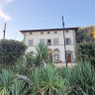 Domenico