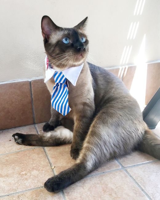 Seconda proposta 😂 5