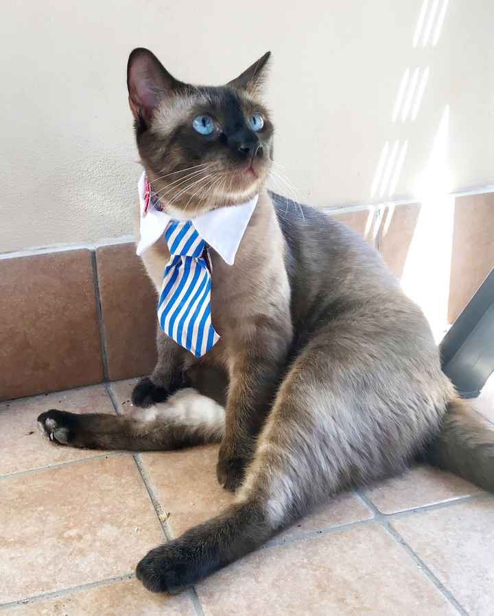 Foto con amici pelosetti 🐾 quante di voi? - 1