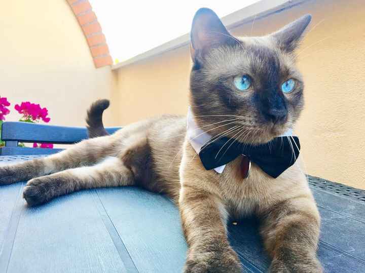 Foto con animali domestici il giorno delle nozze: sì o no? - 1