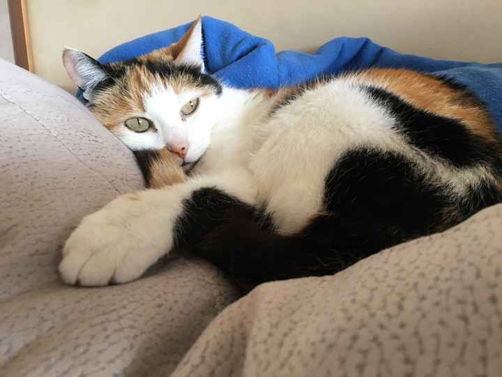 Foto con animali domestici il giorno delle nozze: sì o no? - 2