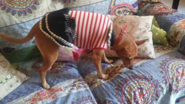 Il vestito da damigella è arrivato - 5