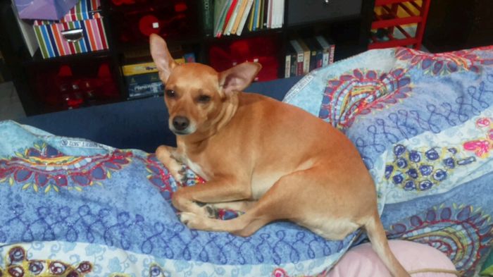 Too cute: i vostri amici animali - 1