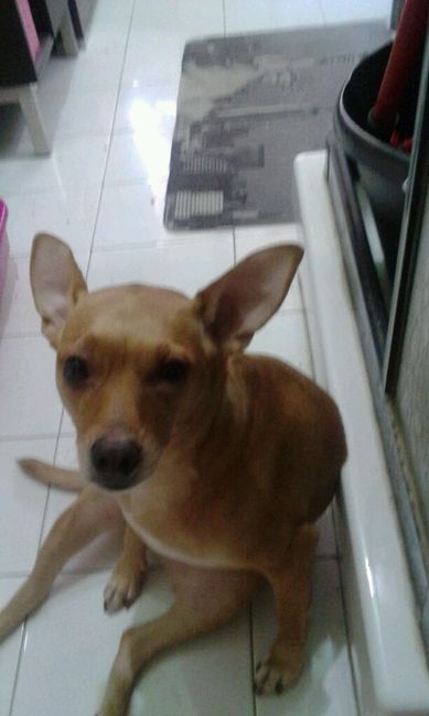 Too cute: i vostri amici animali - 2