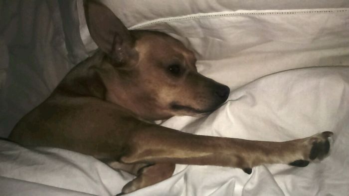 Too cute: i vostri amici animali - 3