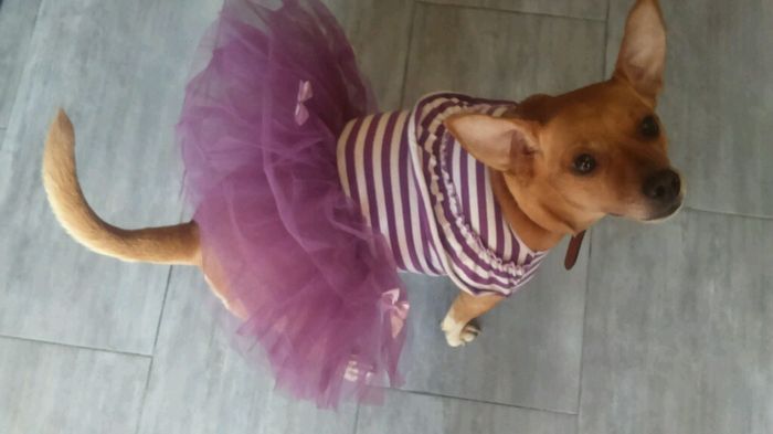 Il vestito da damigella è arrivato - 2