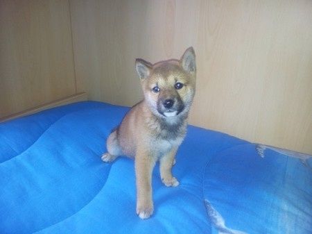 Le foto dei vostri animali - 1