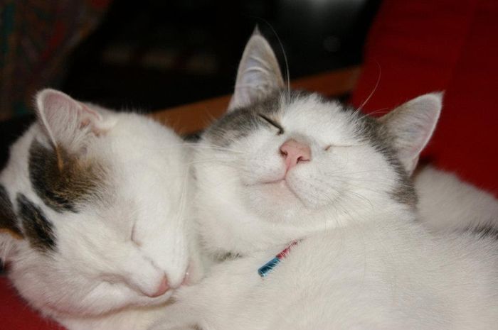 Coccole miciose