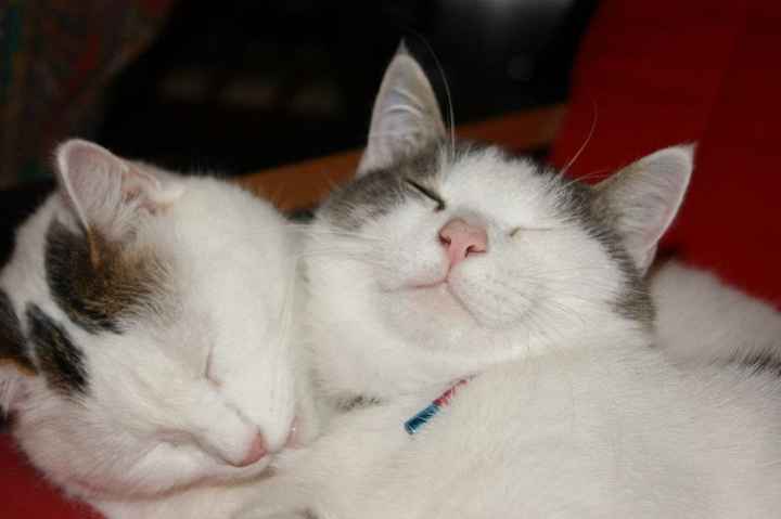Coccole miciose