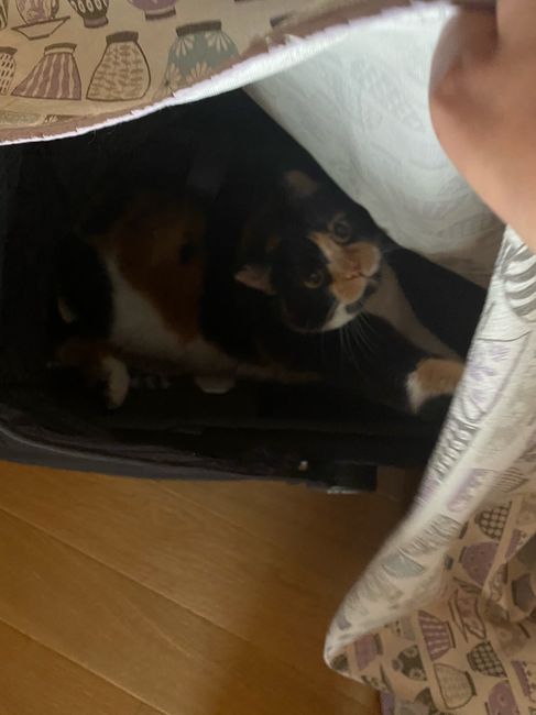 Future mamme novembre 2020 🌞🍁🌷♾ - 1