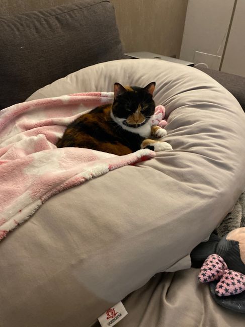 Future mamme novembre 2020 🌞🍁🌷♾ - 1