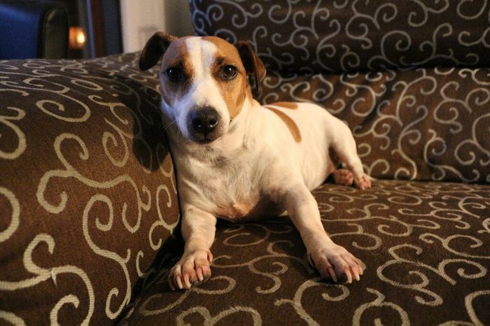 Amanti degli animali - 2