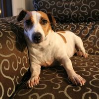 Amanti degli animali - 2