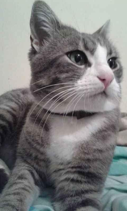 Too cute: i vostri amici animali - 1