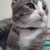 Too cute: i vostri amici animali - 1