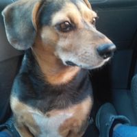 I nostri amici animali.. - 1