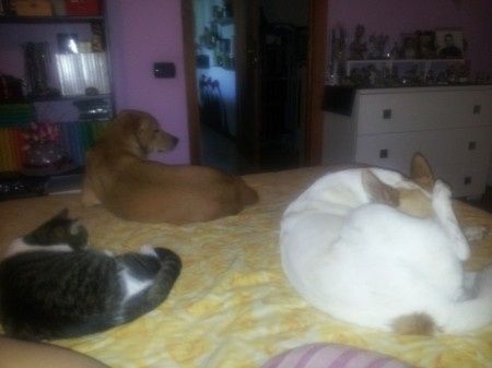 Le foto dei vostri animali - 1