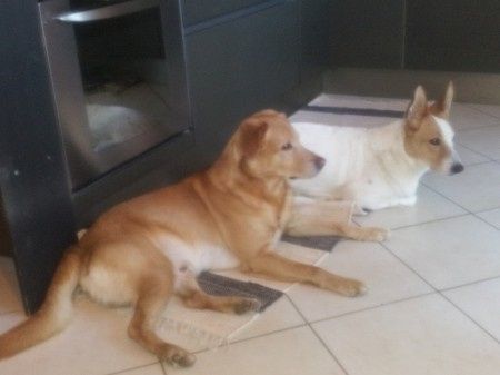 Le foto dei vostri animali - 3