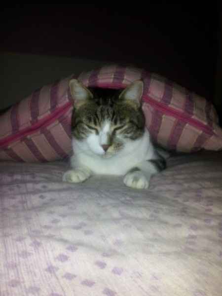 Le foto dei vostri animali - 2