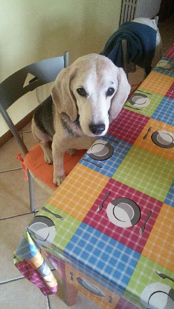 Animaletti in casa - 1