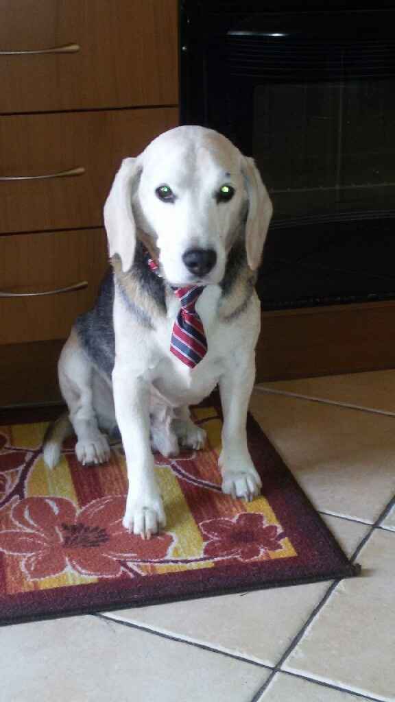 Prenderete un animale domestico? Quale? - 1