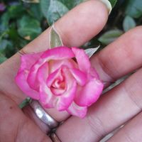 In quale anno vi sposerete? - 1