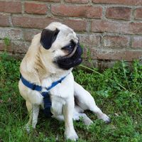 Collaboratori pelosi ❤️ - 1