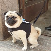 matrimonio a 4 zampe - 1