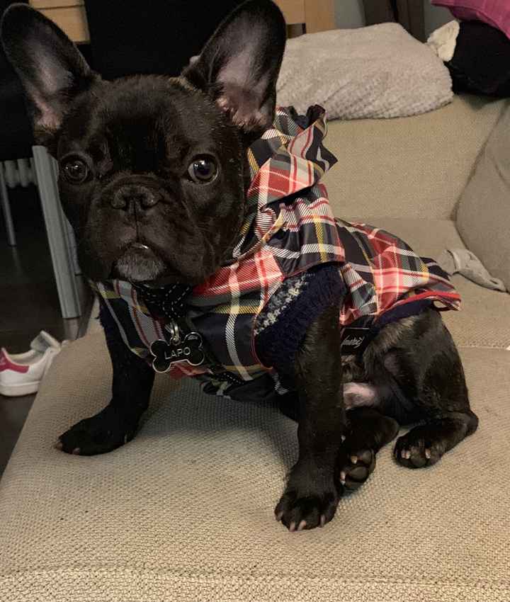Ci presentate i vostri animali? 🐕 - 2