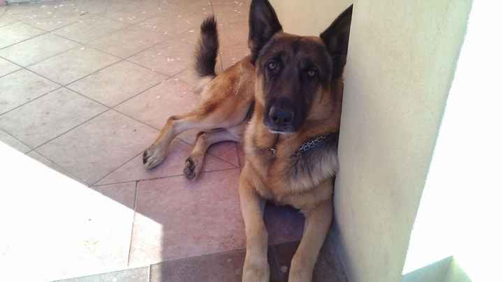 Un nuovo pelosetto tra noi!! - 1