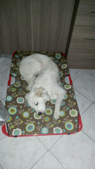 Le foto dei vostri animali - 3