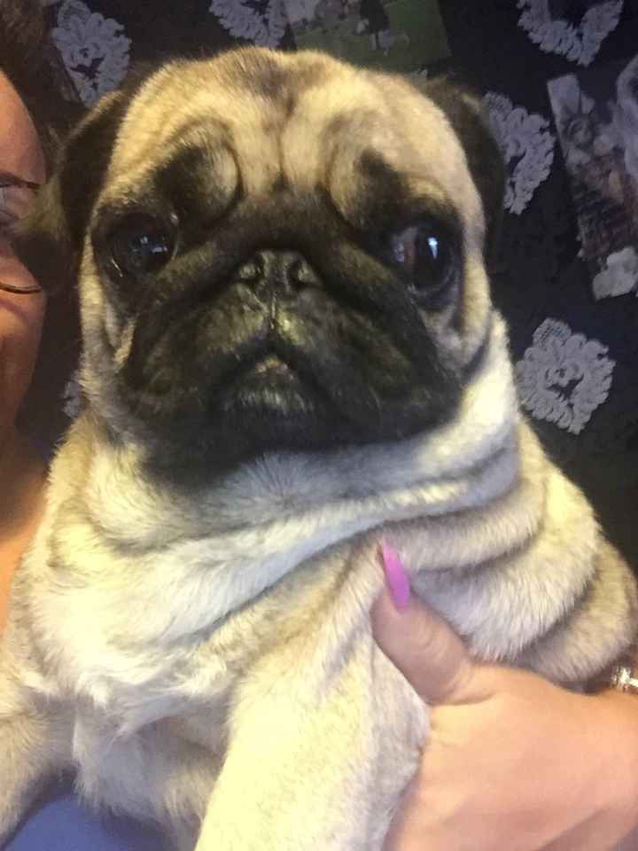 Animali domestici - 1