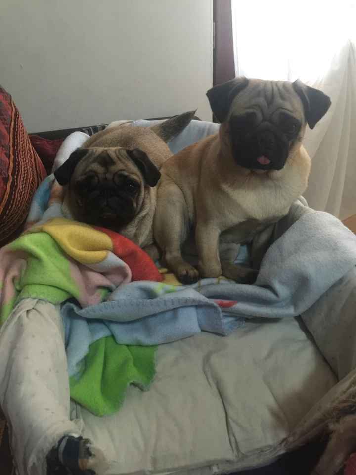 Animaletti in casa - 1