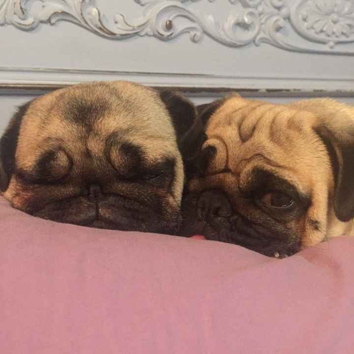 Animaletti in casa - 2