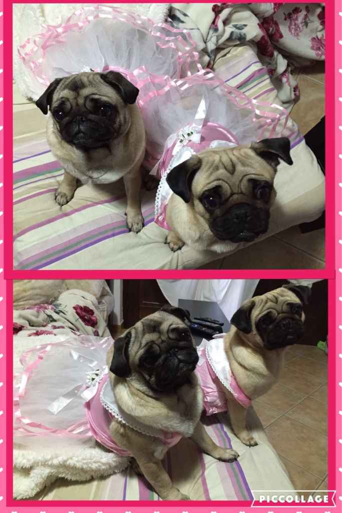 I nostri amici pelosi pronti per le nozze - 1