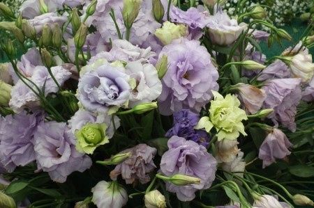 Lisianthus