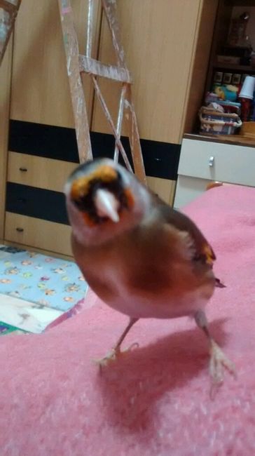 Le foto dei vostri animali - 1