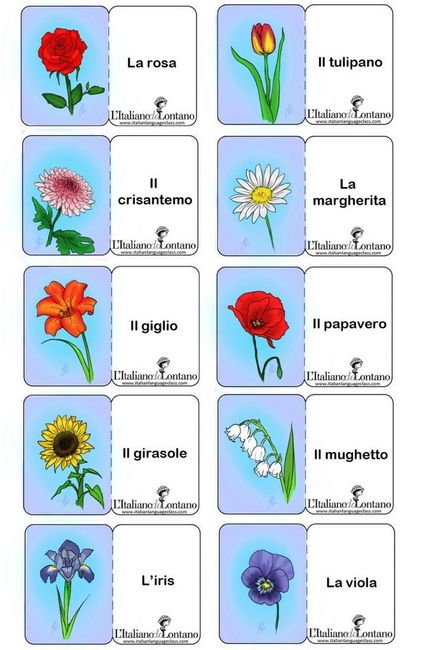 Tema fiori 5