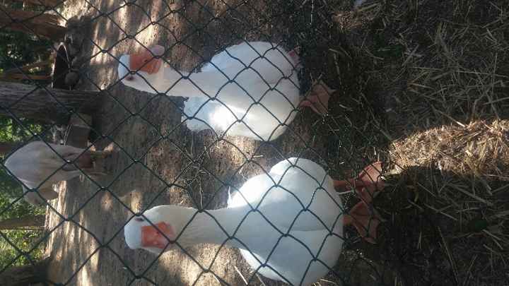 - 6 ultimi dettagli - 3