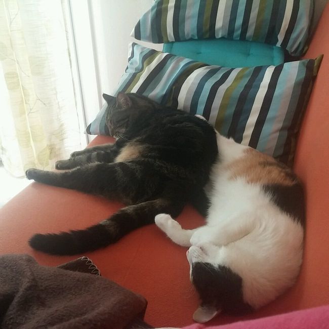 Animali domestici - 1