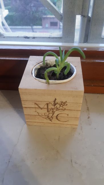 Piantina grassa come bomboniera 2