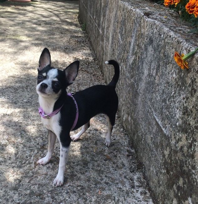 I nostri amici a quattro zampe .... - 1