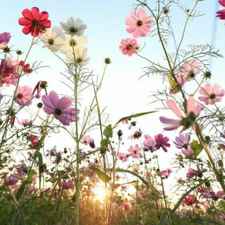 Chi non le aspetta per Marzo 2025 🍀🌸💐🌺 5