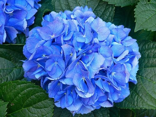 ortensia Blu