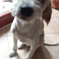 Raccolta di foto con i nostri animali - 1