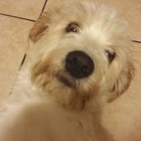 Too cute: i vostri amici animali - 4