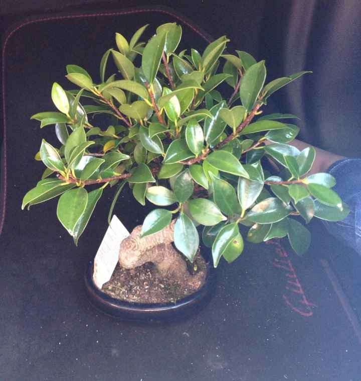 Bomboniera bonsai - 1